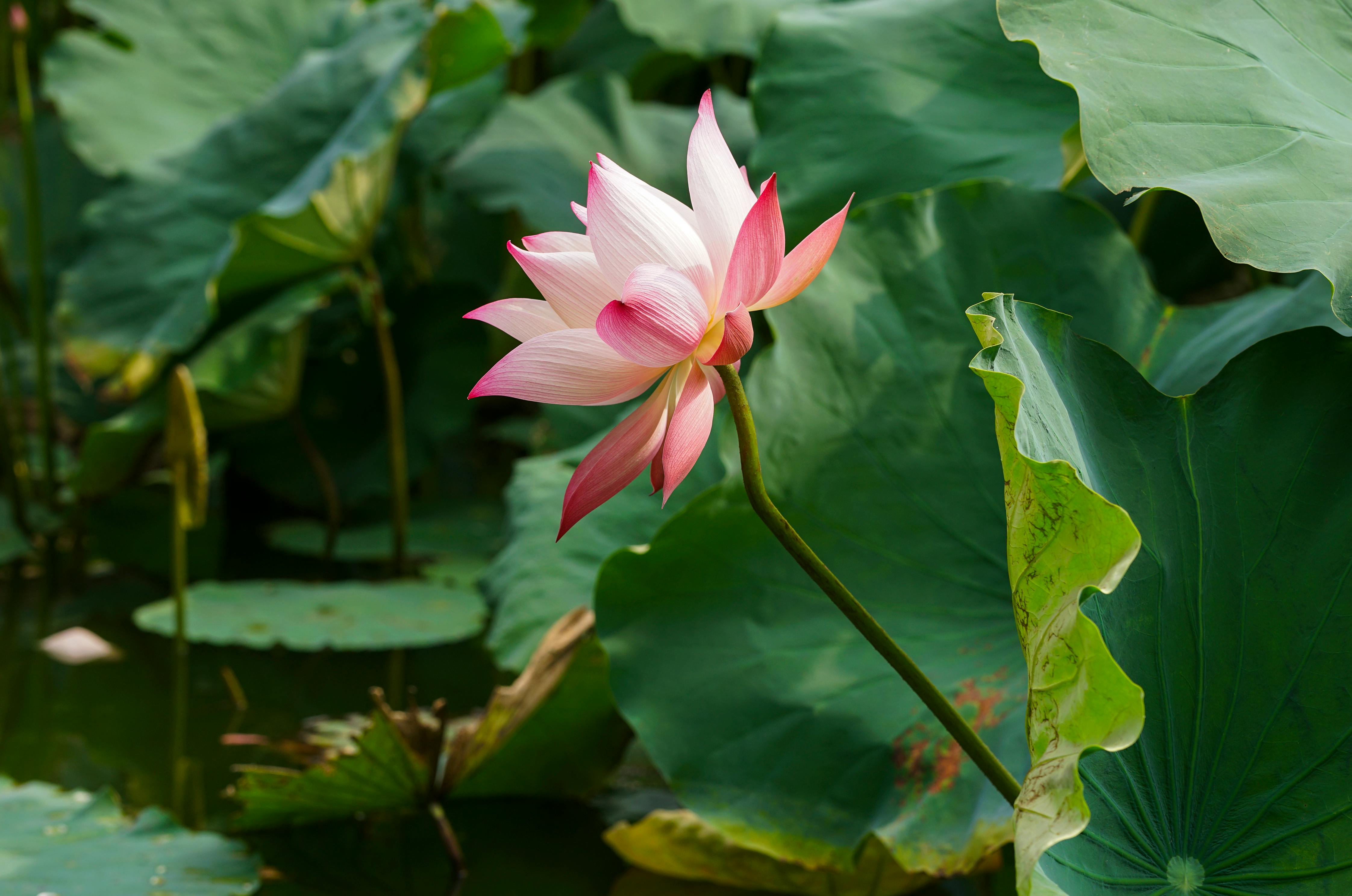 Regenerate Sluggish Cells Rejuvenate Health